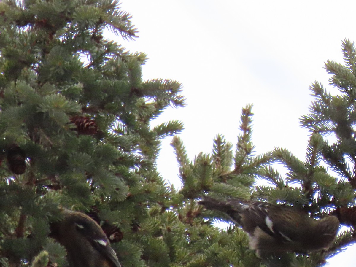 White-winged Crossbill - ML647024310