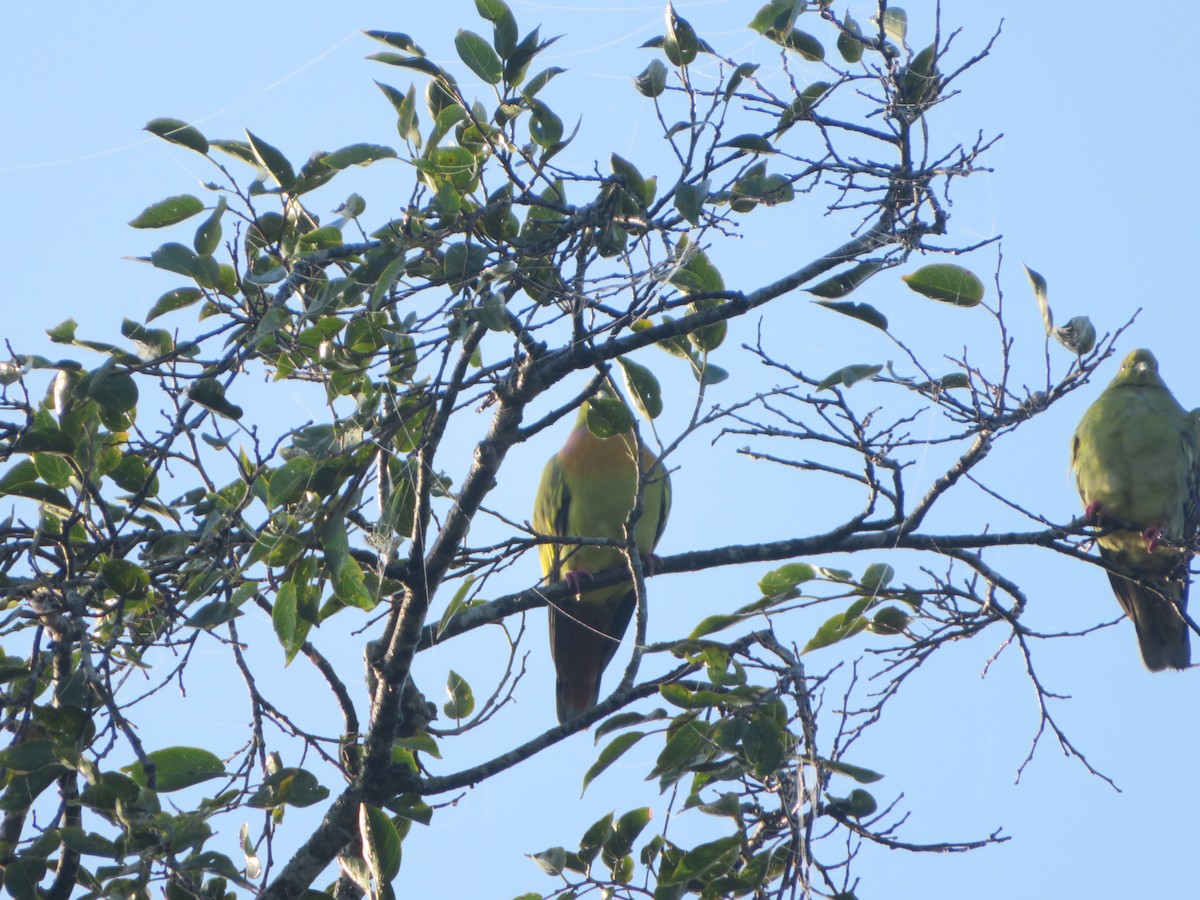 橙胸綠鳩 - ML647024319