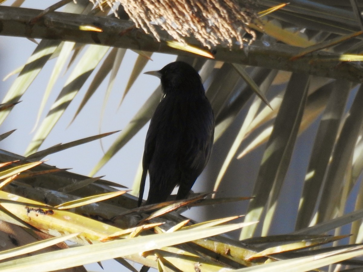 Spotless Starling - ML647024320