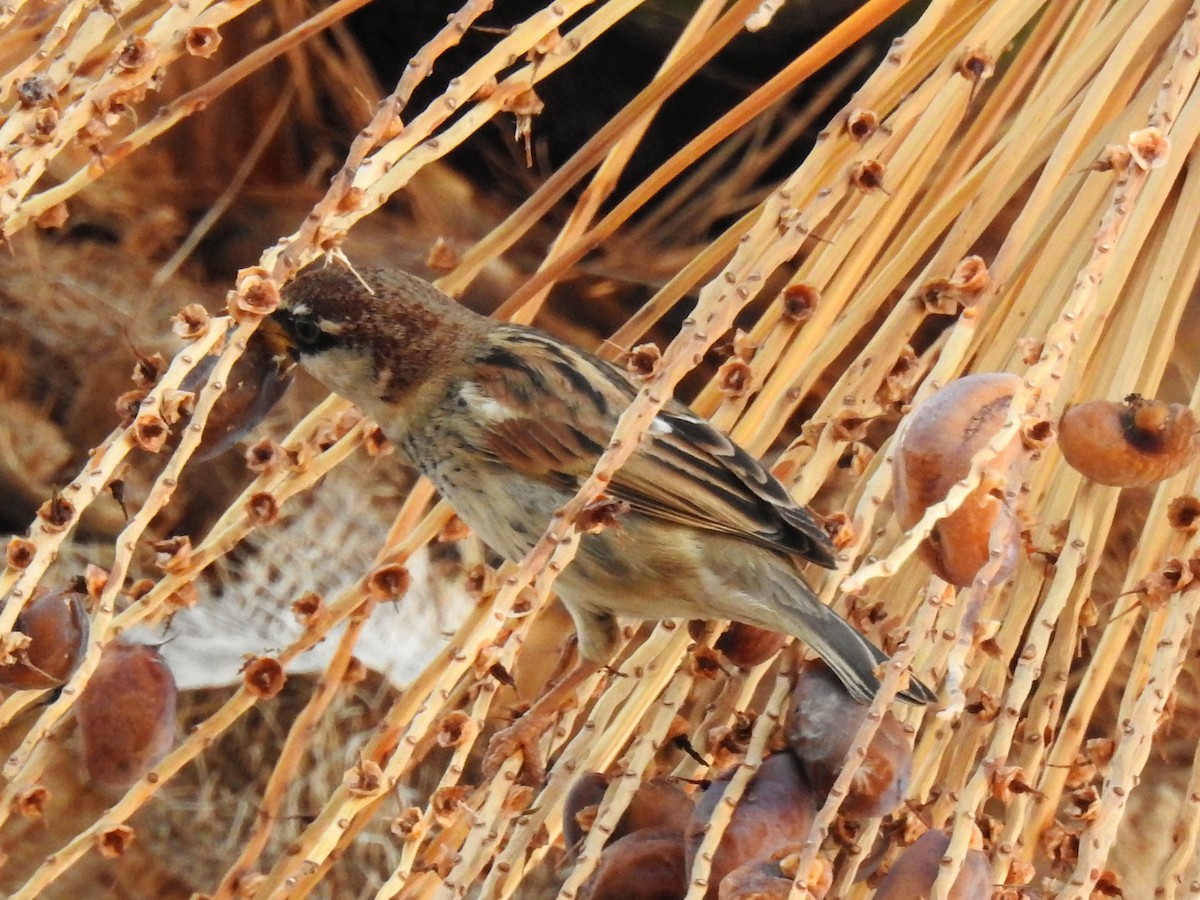 Spanish Sparrow - ML647024321