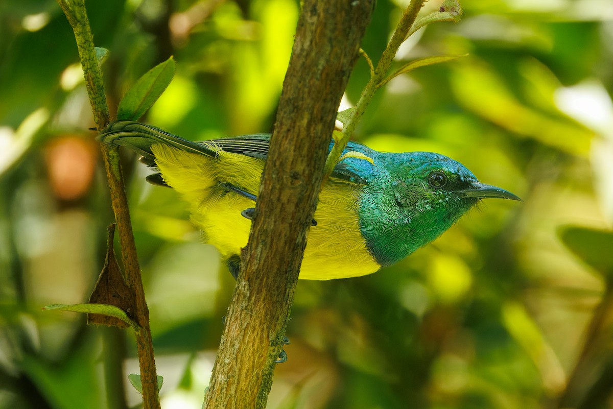 Саїманга зеленовола - ML647024329