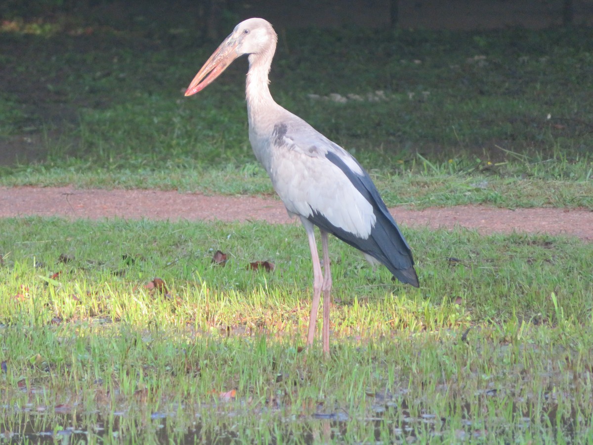 Matxardamoko zuria - ML647024331