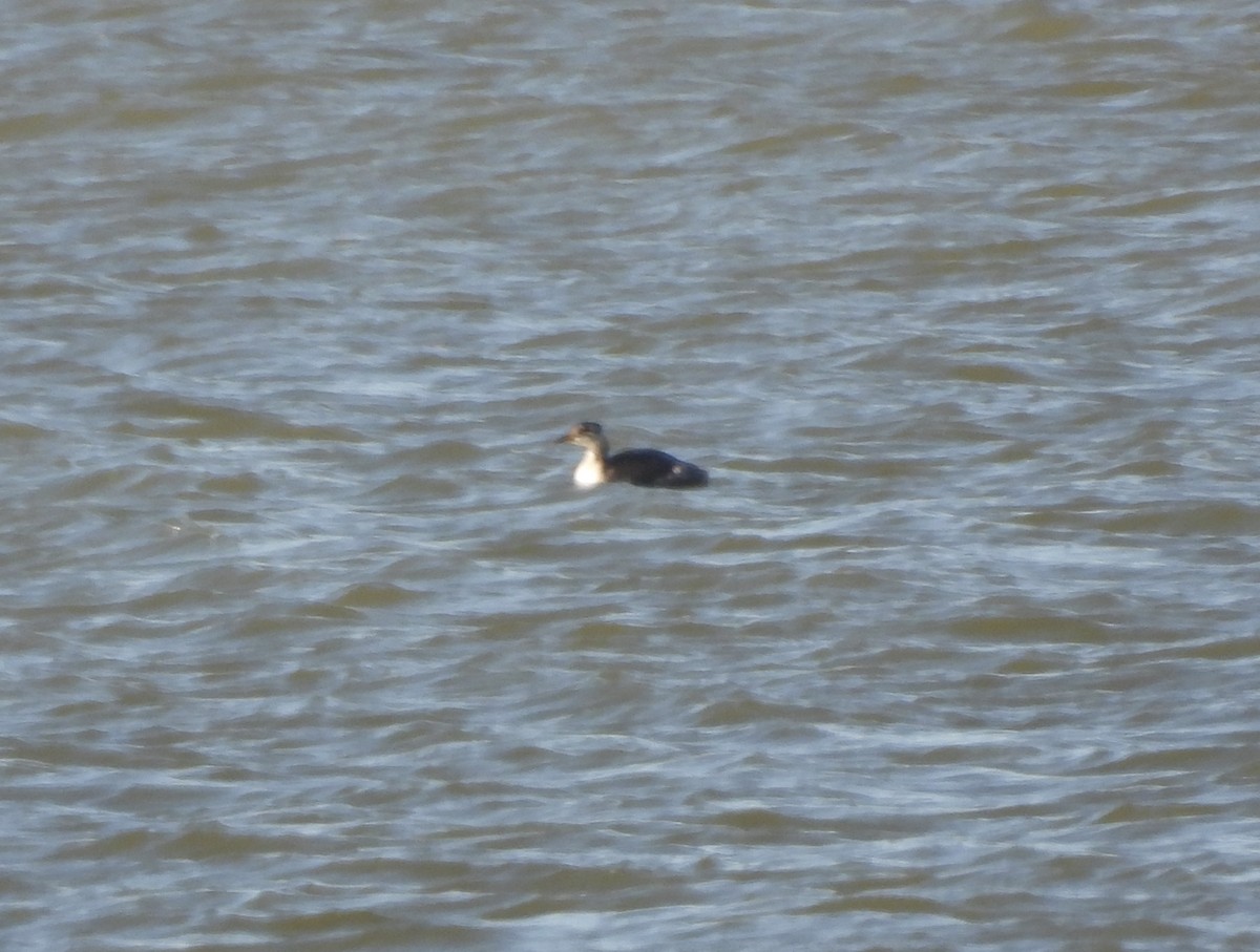 Somormujo Cuellirrojo - ML647024337