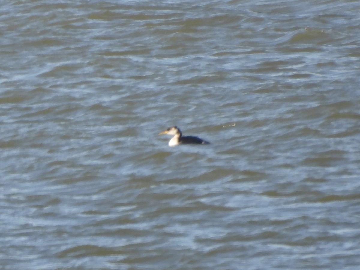 Somormujo Cuellirrojo - ML647024338