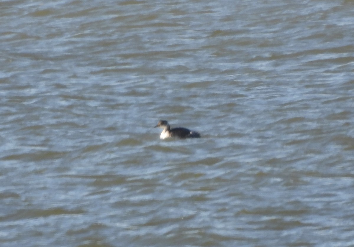 Somormujo Cuellirrojo - ML647024339