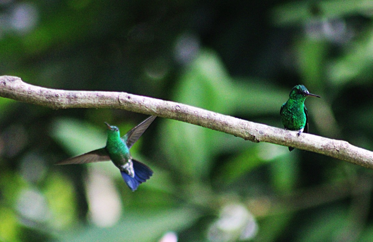 Steely-vented Hummingbird - ML647024342