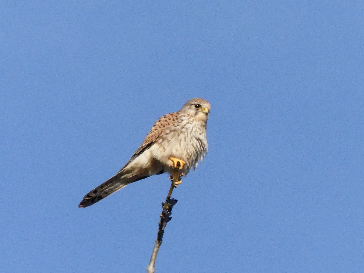 Eurasian Kestrel - ML647024348
