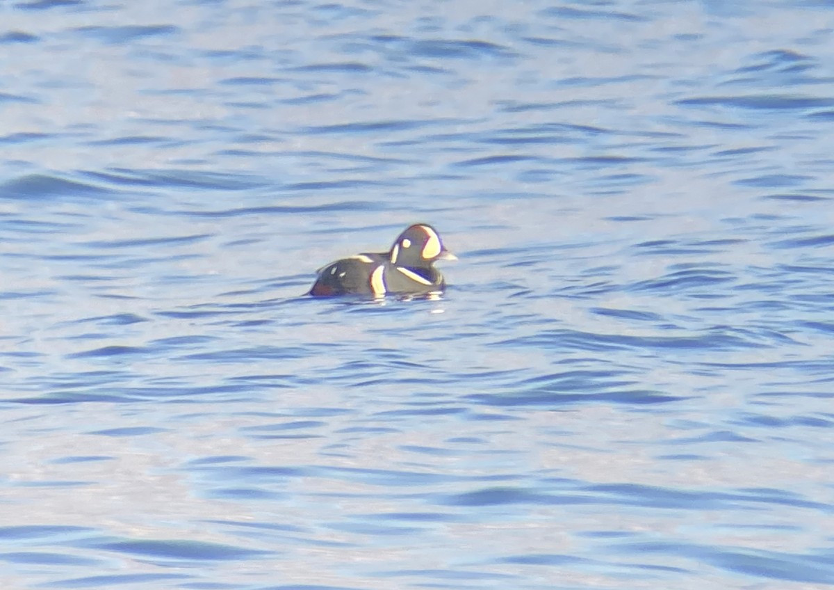 Ahate arlekina - ML647024350