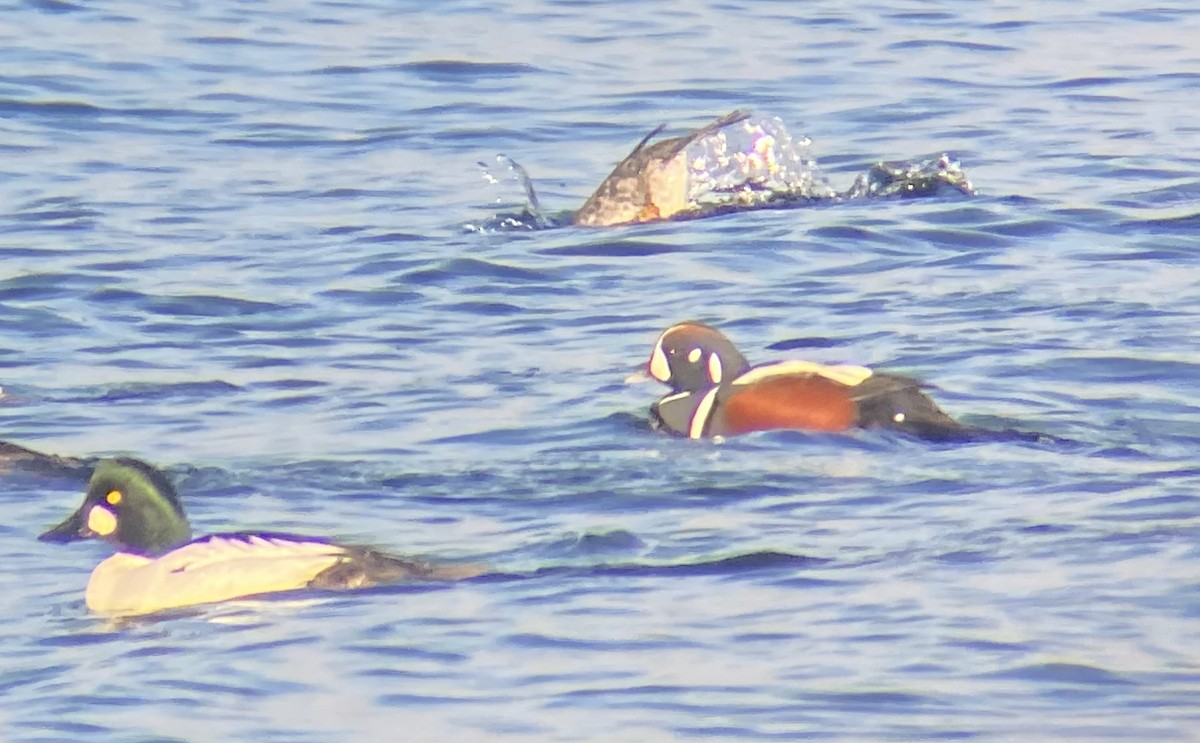 Ahate arlekina - ML647024351