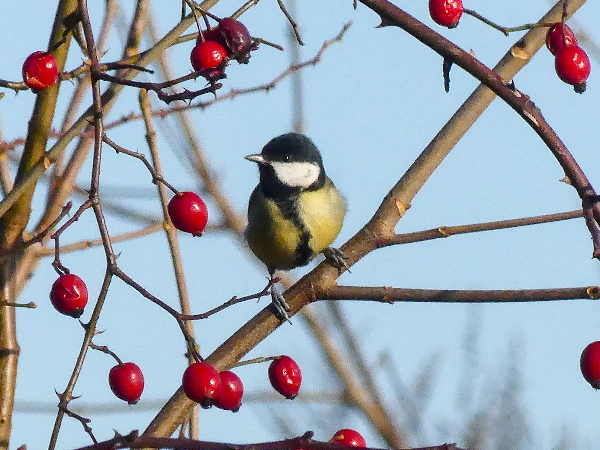 Great Tit - ML647024355