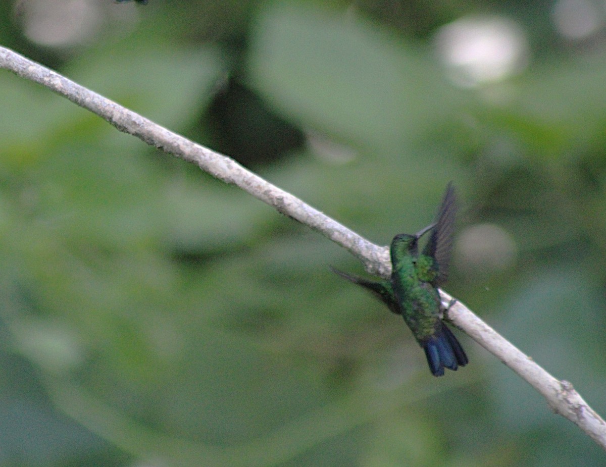 Steely-vented Hummingbird - ML647024365