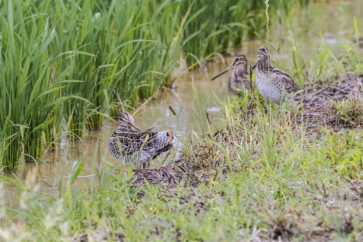 ハリオシギ - ML647024366