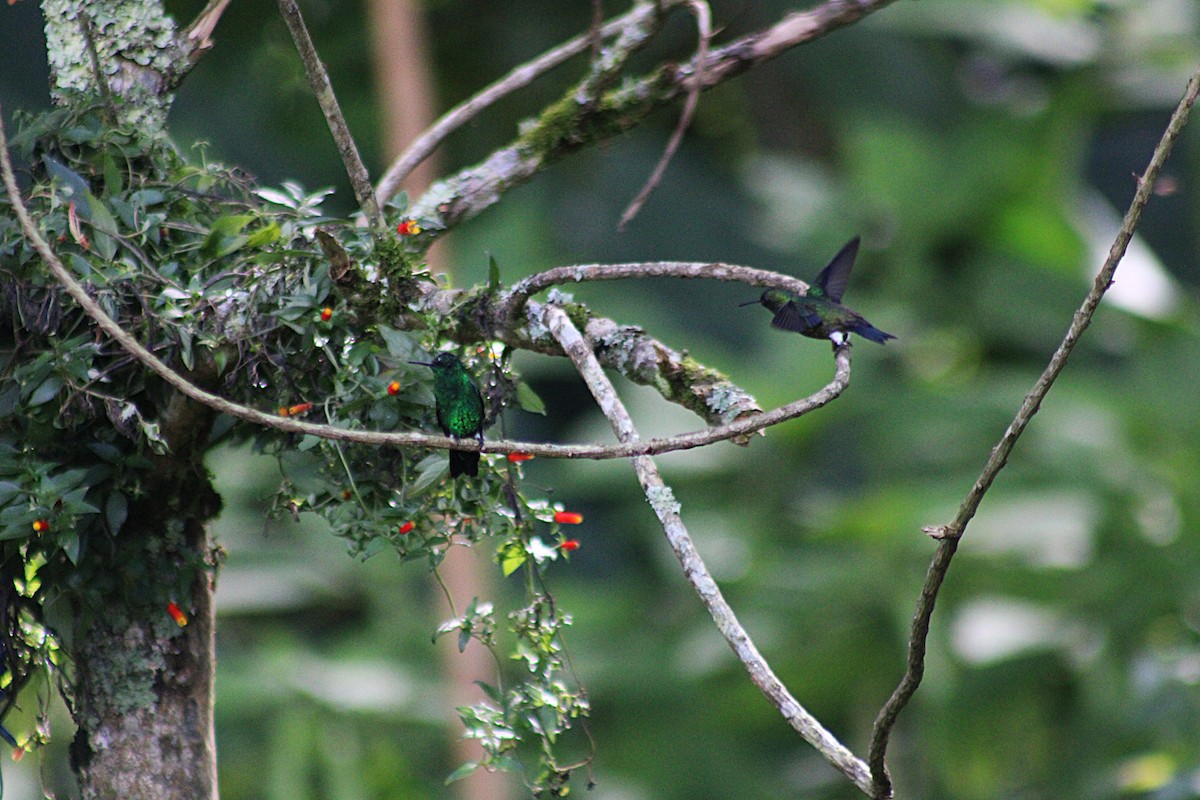 Steely-vented Hummingbird - ML647024367