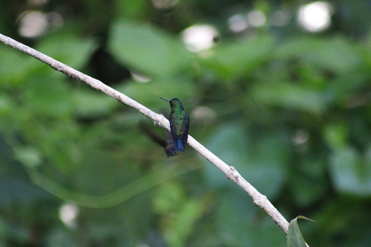 Steely-vented Hummingbird - ML647024368