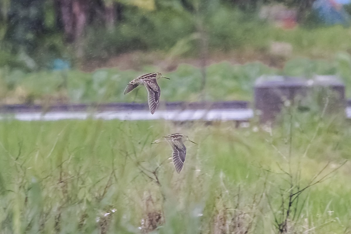 ハリオシギ - ML647024369