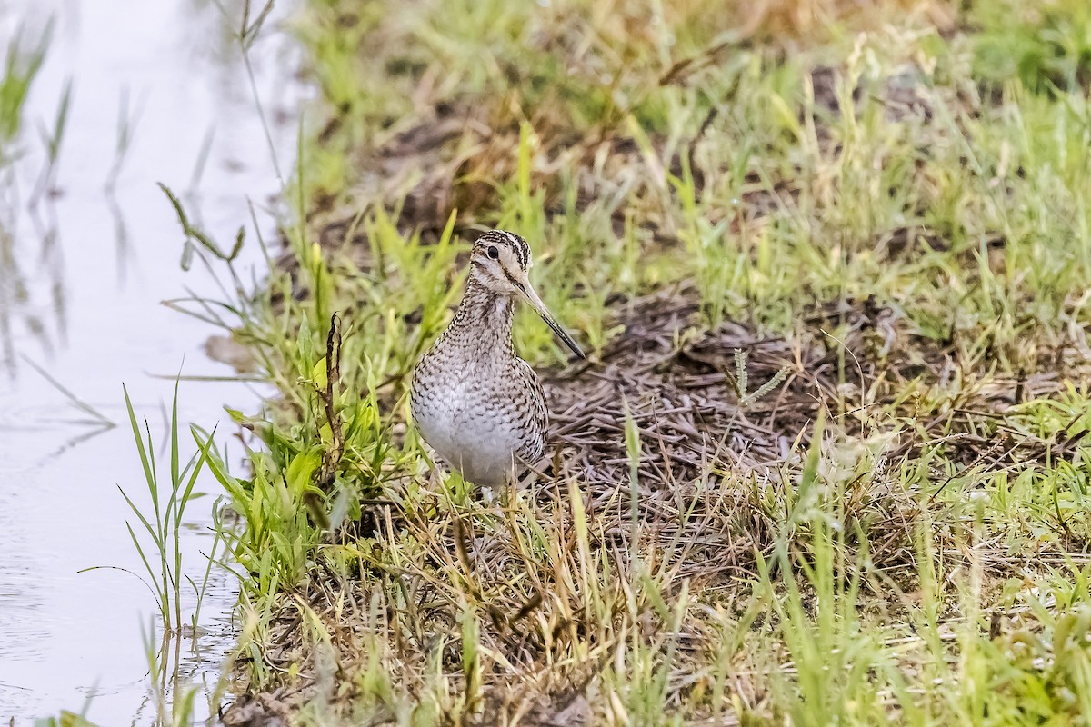 ハリオシギ - ML647024370