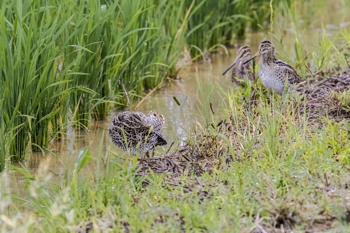 ハリオシギ - ML647024371