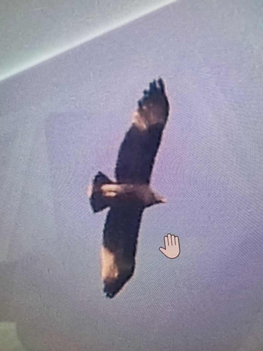 Бор бүргэд - ML647024375