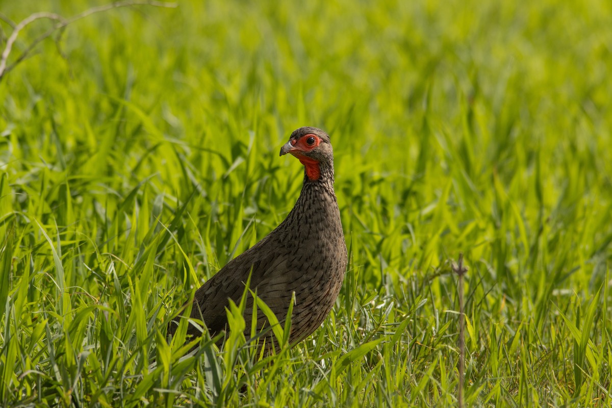 Swainson's Spurfowl - ML647024383
