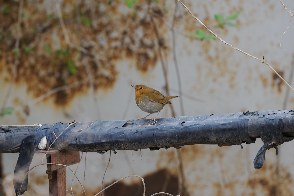 Japanese Robin - ML647024393