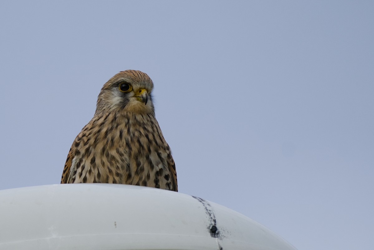 Eurasian Kestrel - ML647024408