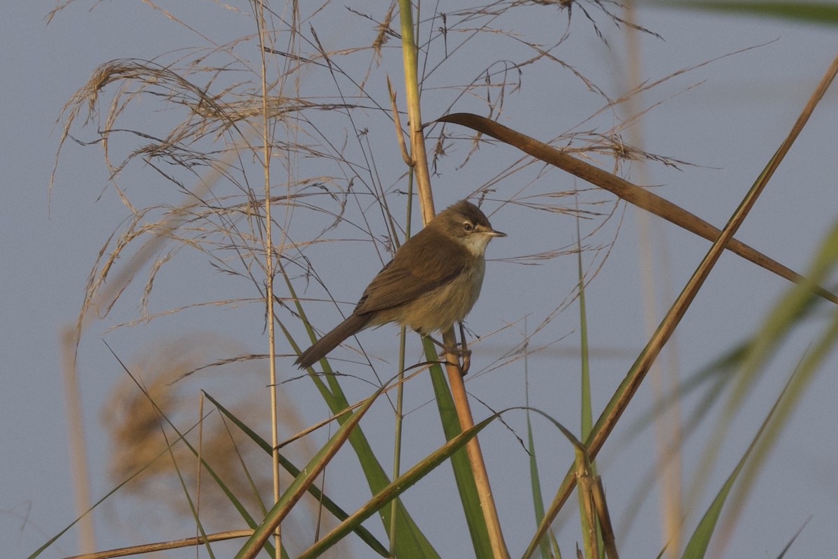 Хээрийн охил бялзуухай - ML647024414