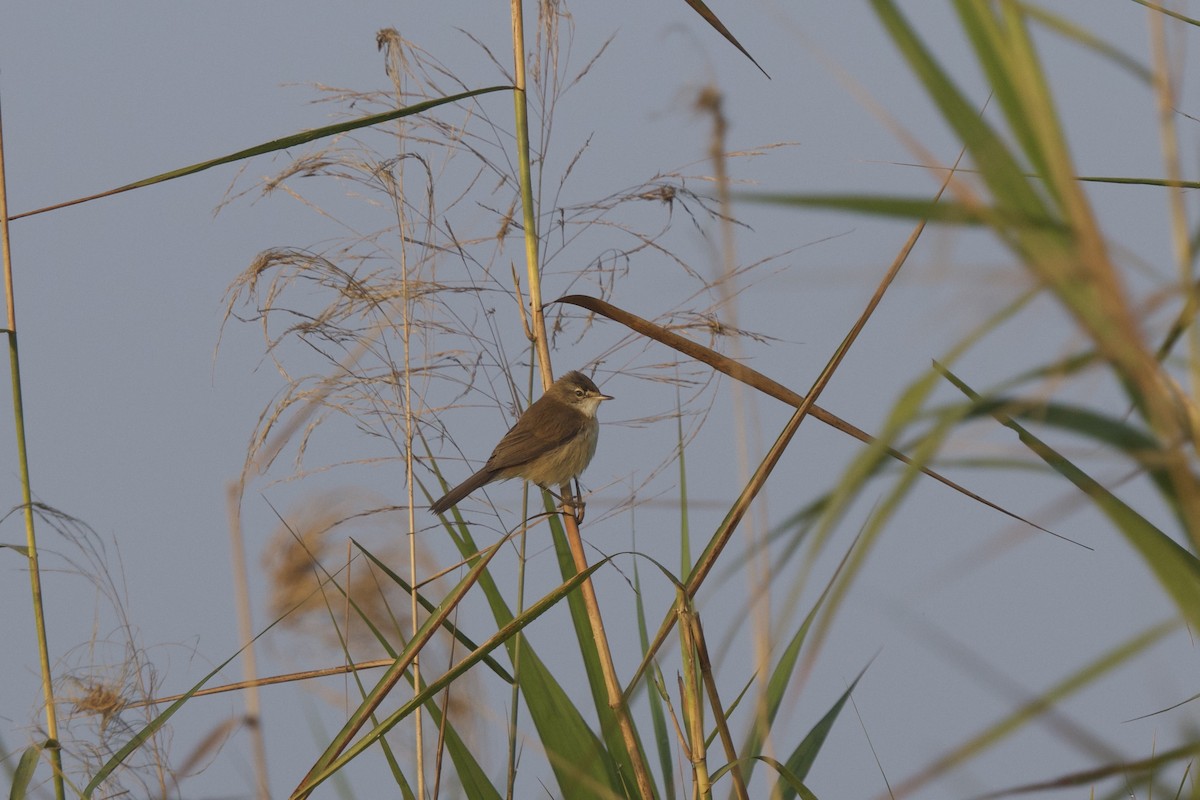 Хээрийн охил бялзуухай - ML647024415