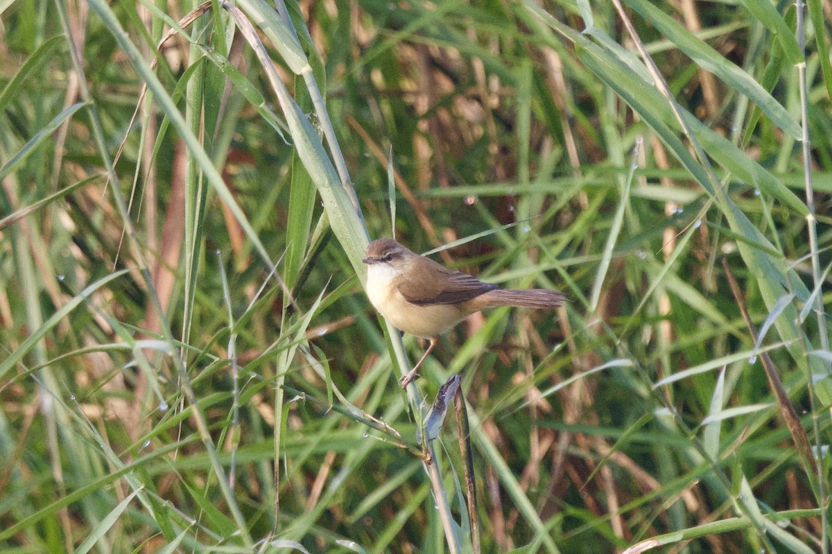 Хээрийн охил бялзуухай - ML647024416