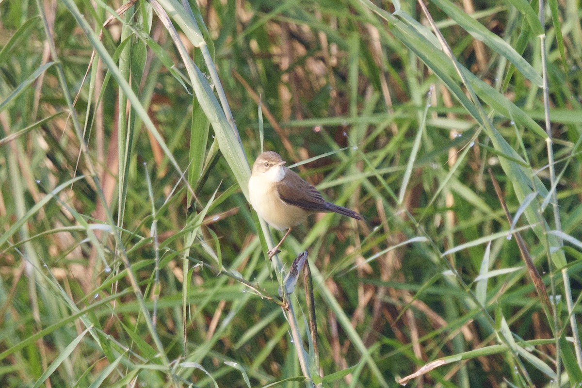 Хээрийн охил бялзуухай - ML647024417