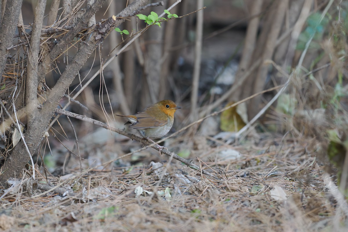 Japanese Robin - ML647024418
