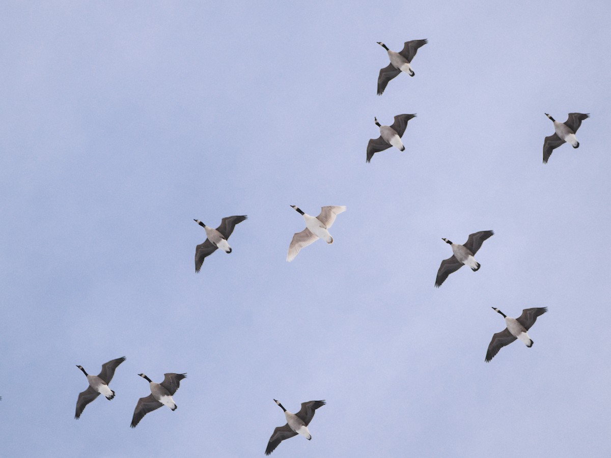 Barnacla Canadiense Grande - ML647024420