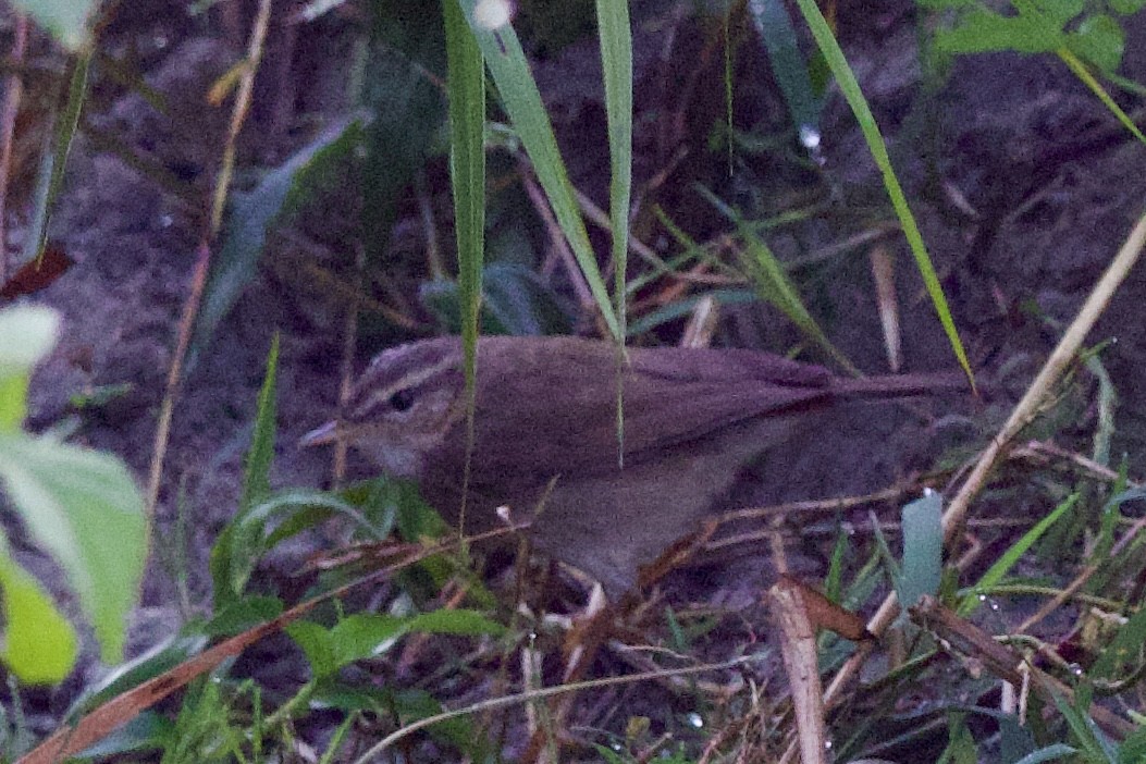 עלווית כהה - ML647024440