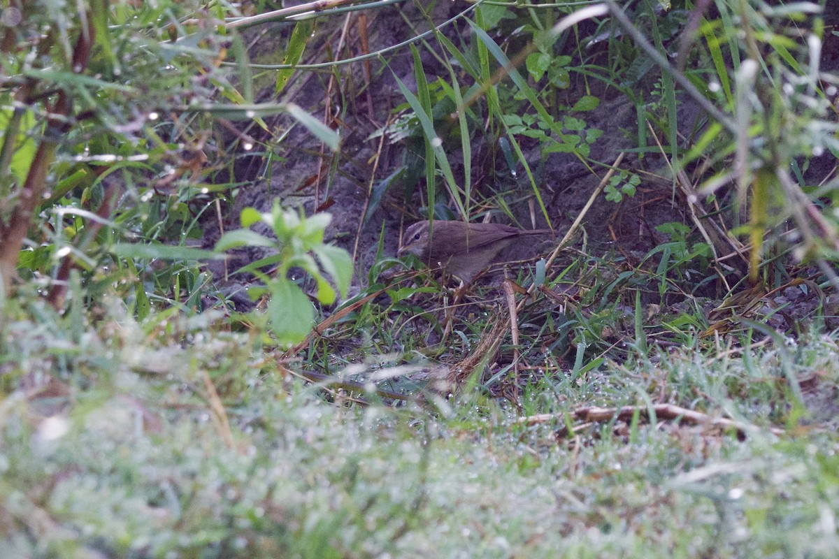 עלווית כהה - ML647024441