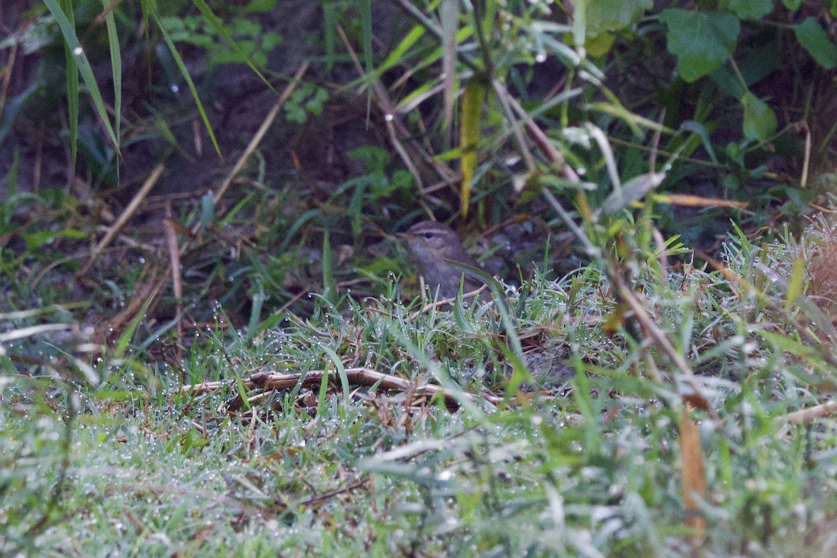 עלווית כהה - ML647024442