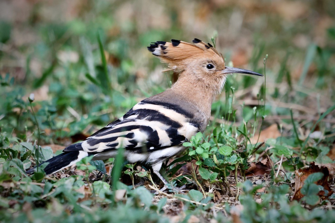 Common Hoopoe - ML647024443