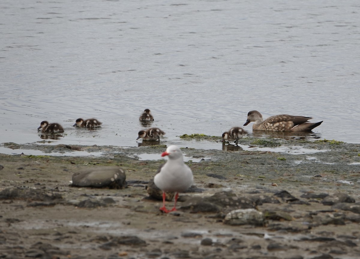 Crested Duck - ML647024446