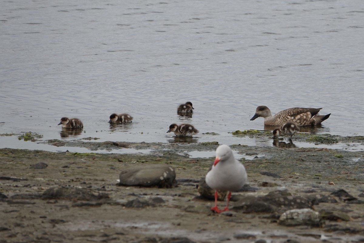 Crested Duck - ML647024448