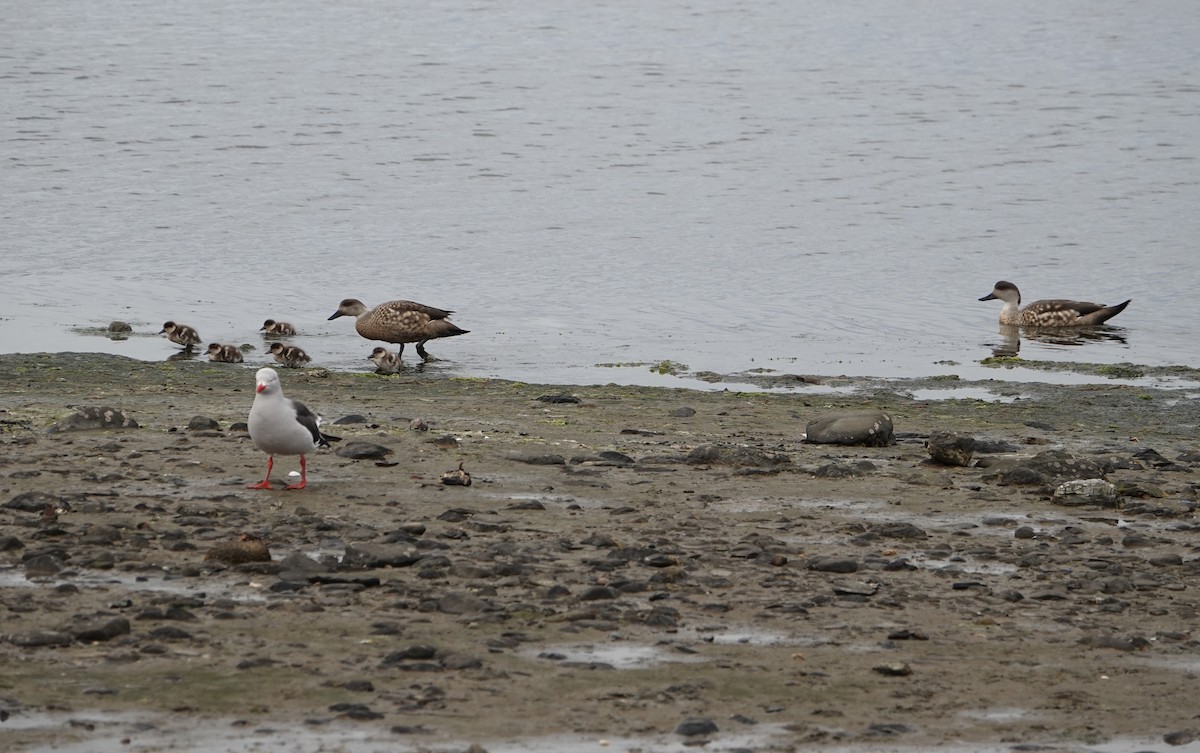 Crested Duck - ML647024449
