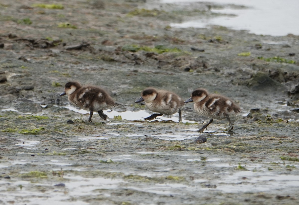Crested Duck - ML647024450
