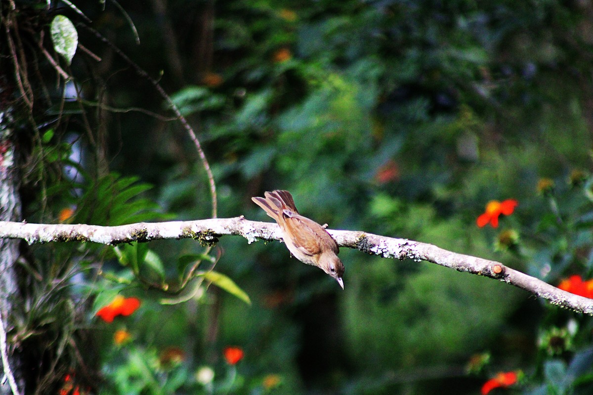 Cocoa Thrush - ML647024451