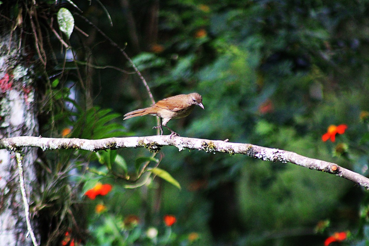 Cocoa Thrush - ML647024452