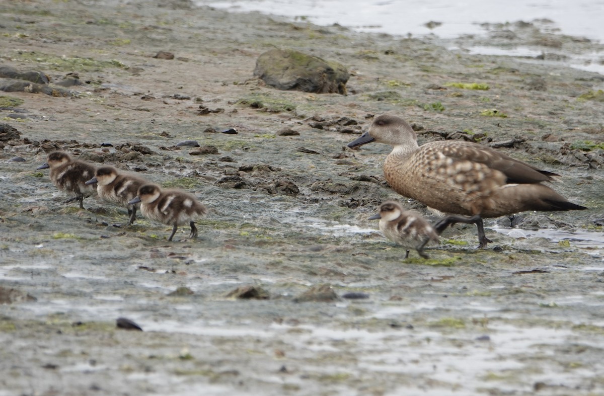 Crested Duck - ML647024453