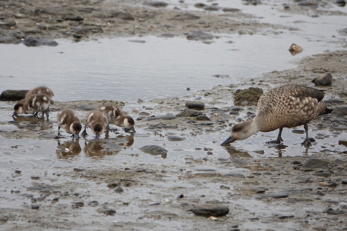 Crested Duck - ML647024457