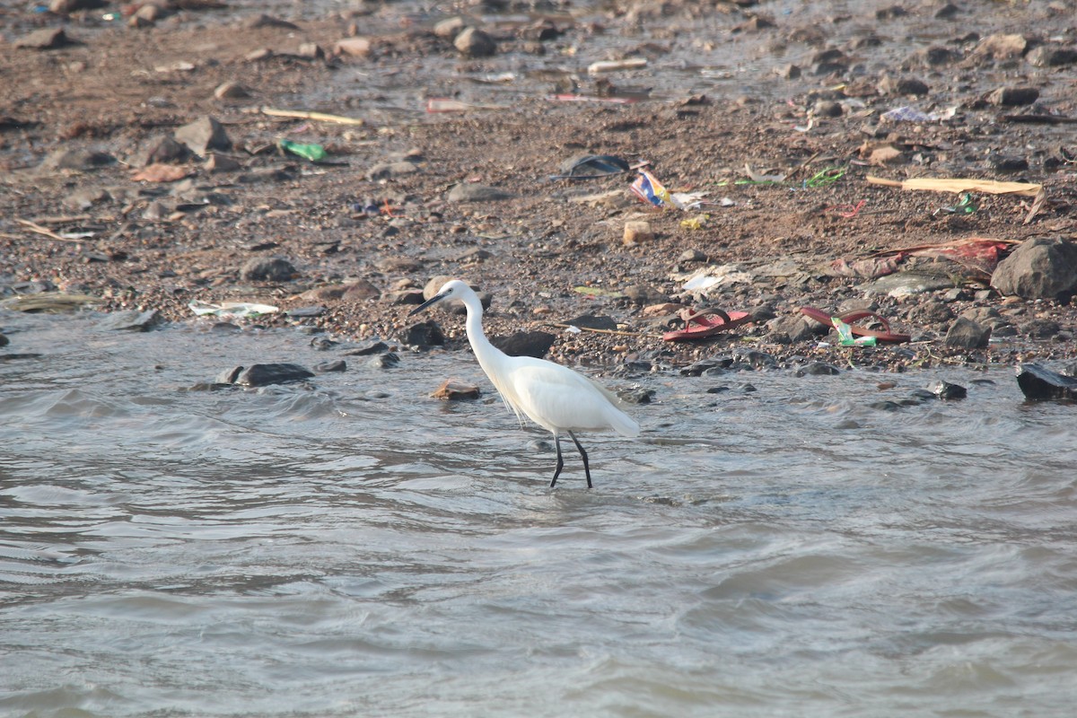 silkehegre - ML647024470