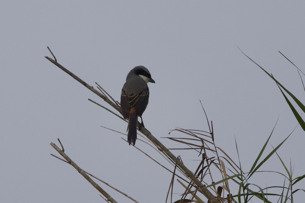Gray-backed Shrike - ML647024489