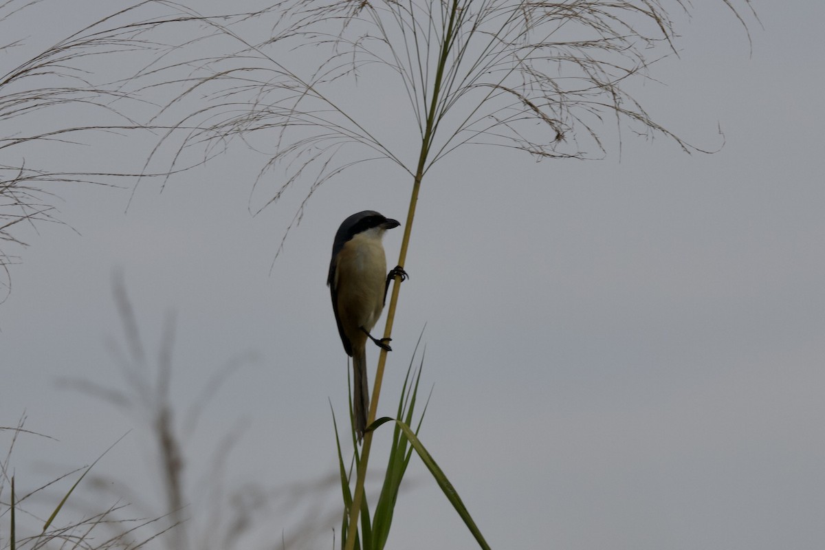 Uzun Kuyruklu Örümcekkuşu - ML647024490