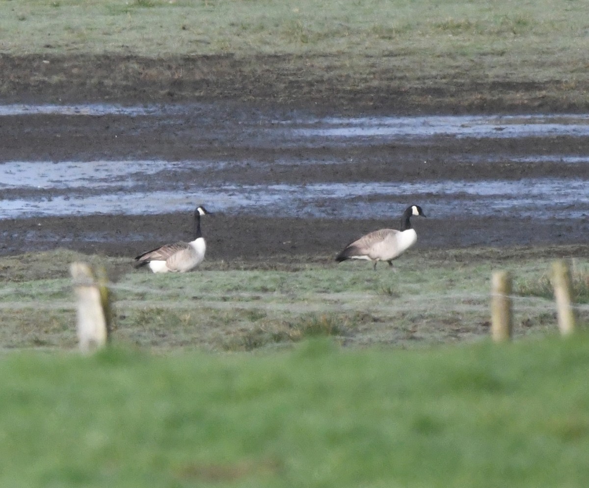 Barnacla Canadiense Grande - ML647024495