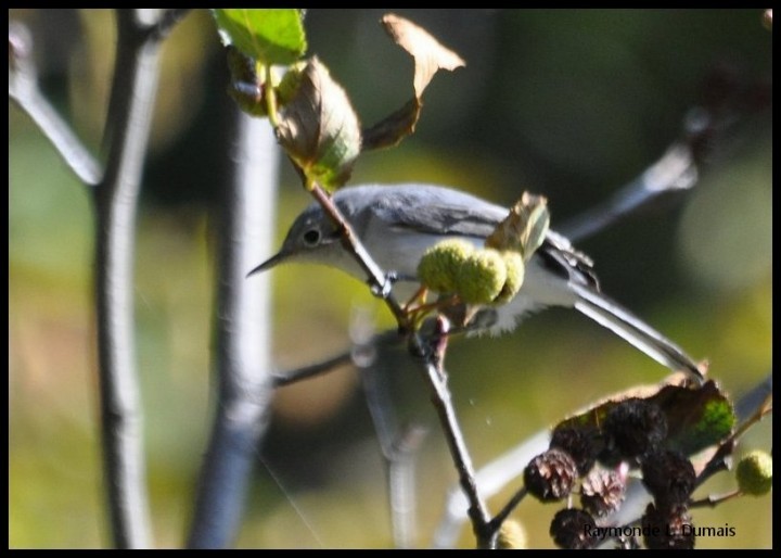 Gökrengi Bitkuşu - ML647024506