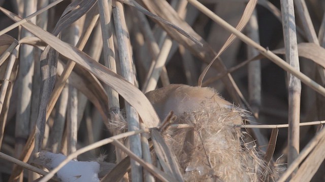 Сахалт хөх бух - ML647024527