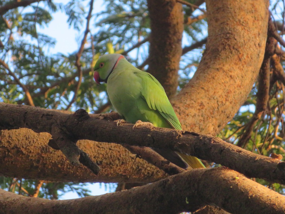Rose-ringed Parakeet - ML647024533